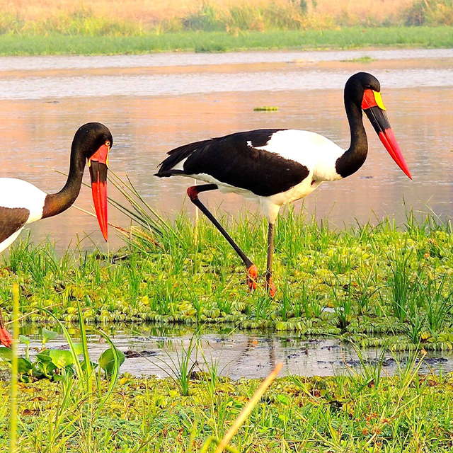 http://ugandafamilytours.com/wp-content/uploads/2020/06/colored-birds.jpg
