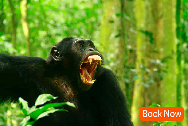5 Days Primates Tracking & Hot Springs Walk - Private Tour