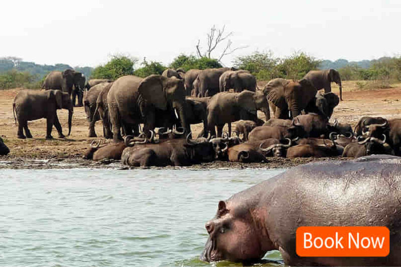 5 Days Queen Elizabeth Safari & Boat Cruise - All in One