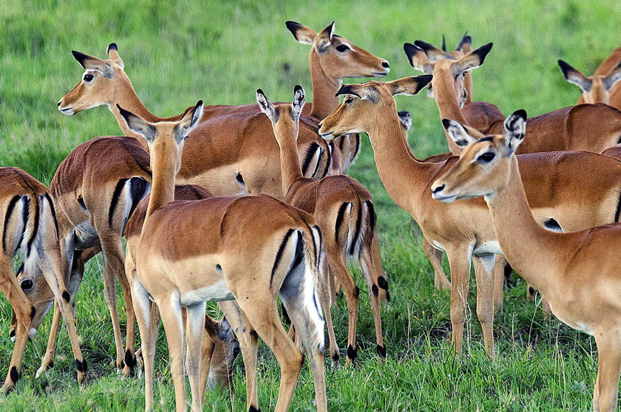 lake mburo antelopes