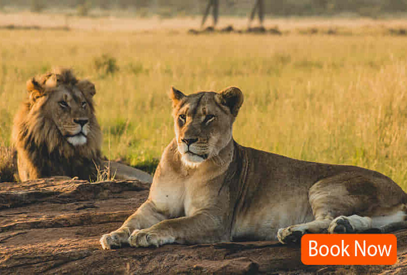 8 Days Uganda Budget Wildlife Adventure - Group Tour