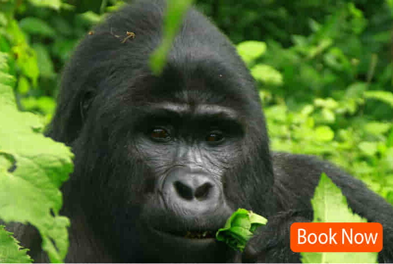 5 Days Gorilla Trekking in Bwindi & Lake Bunyonyi - Luxury 4x4