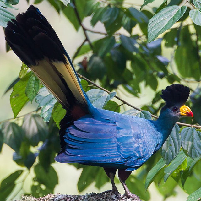 https://ugandafamilytours.com/wp-content/uploads/2020/06/uganda-birds.jpg