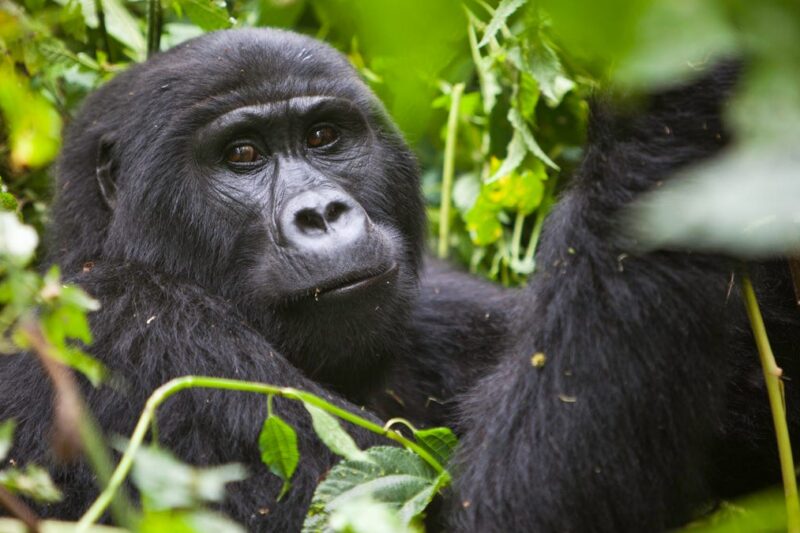 3 Days Uganda Gorillas, Pygmies & Lake Bunyonyi