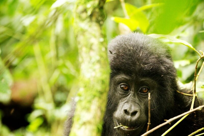 7 Days Short Uganda Holiday-Gorillas, Chimps & Safari