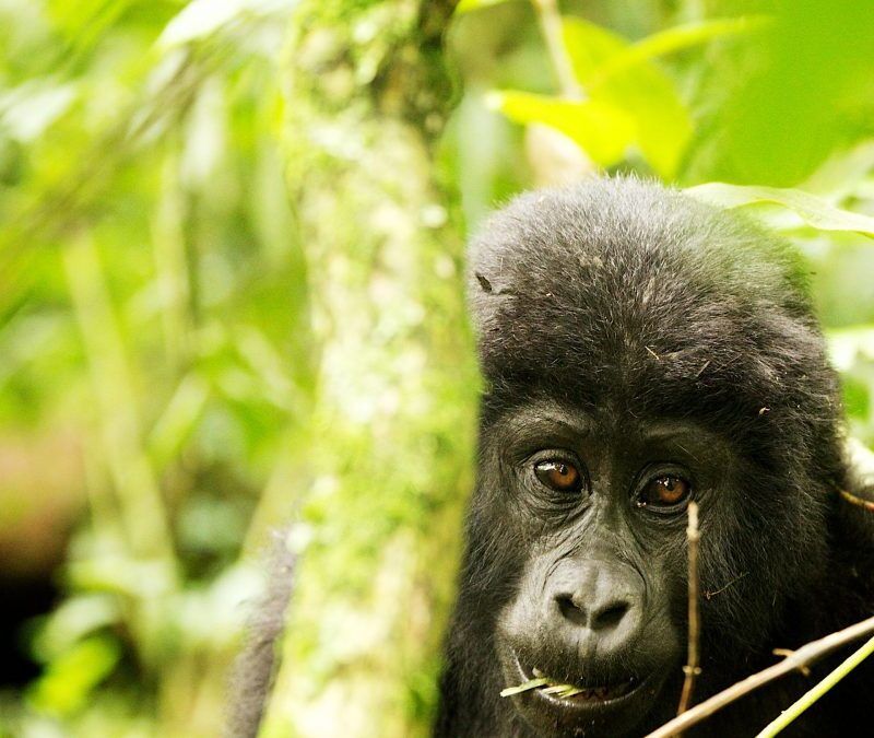 7 Days Short Uganda Holiday-Gorillas, Chimps & Safari